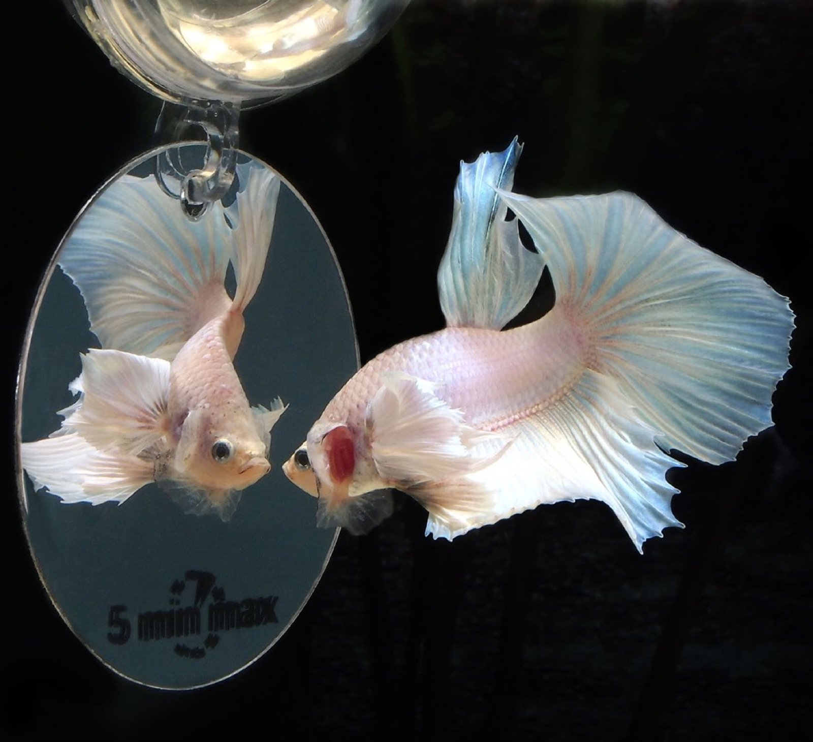 Petit miroir accroché à un flotteur pour entraîner un betta
