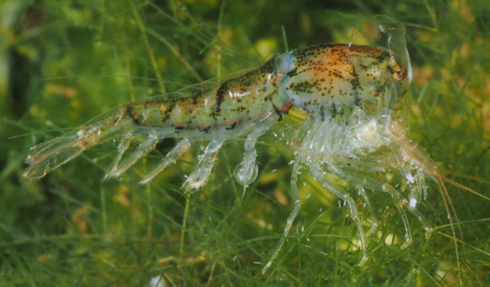 Mue de la crevette : ouverture de la carapace par la tête