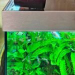 Le distributeur automatique myFeeder posé sur un aquarium planté lors du test AQYA