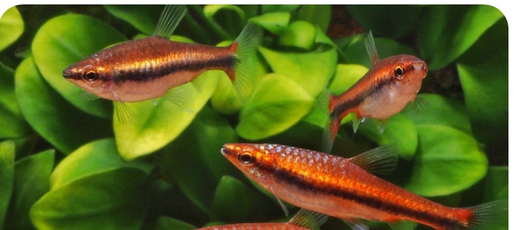 Plusieurs Nannostomus beckfordi super rouge nageant en groupe parmi les plantes