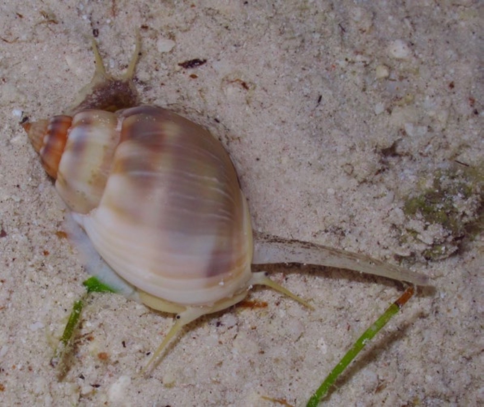 Nassarius coronatus, gastéropode détritivore du bac récifal
