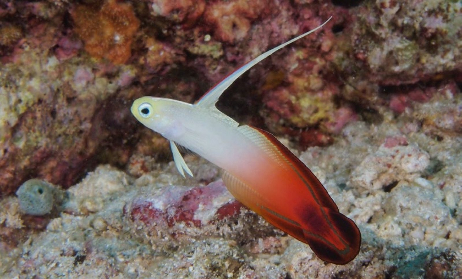 Nemateleotris magnifica, un gobie flamboyant compatible avec le gobie de Rainford