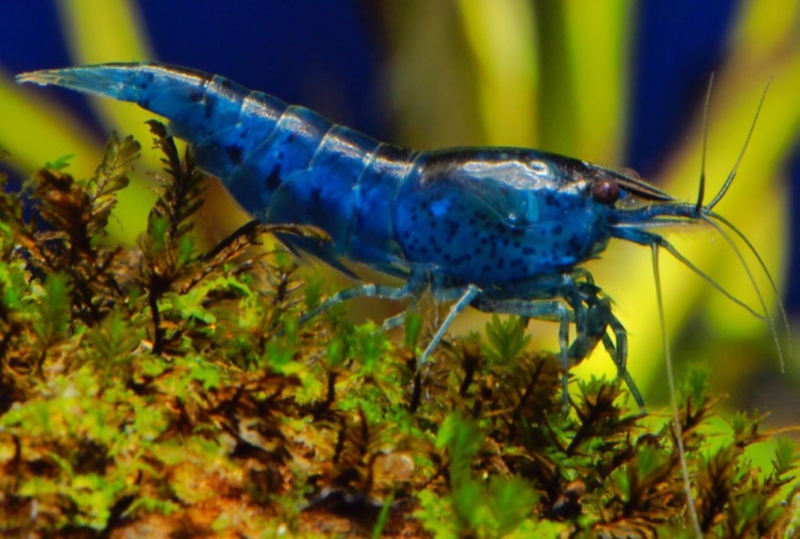 Crevette Neocaridina davidi bleue foncée sur mousse