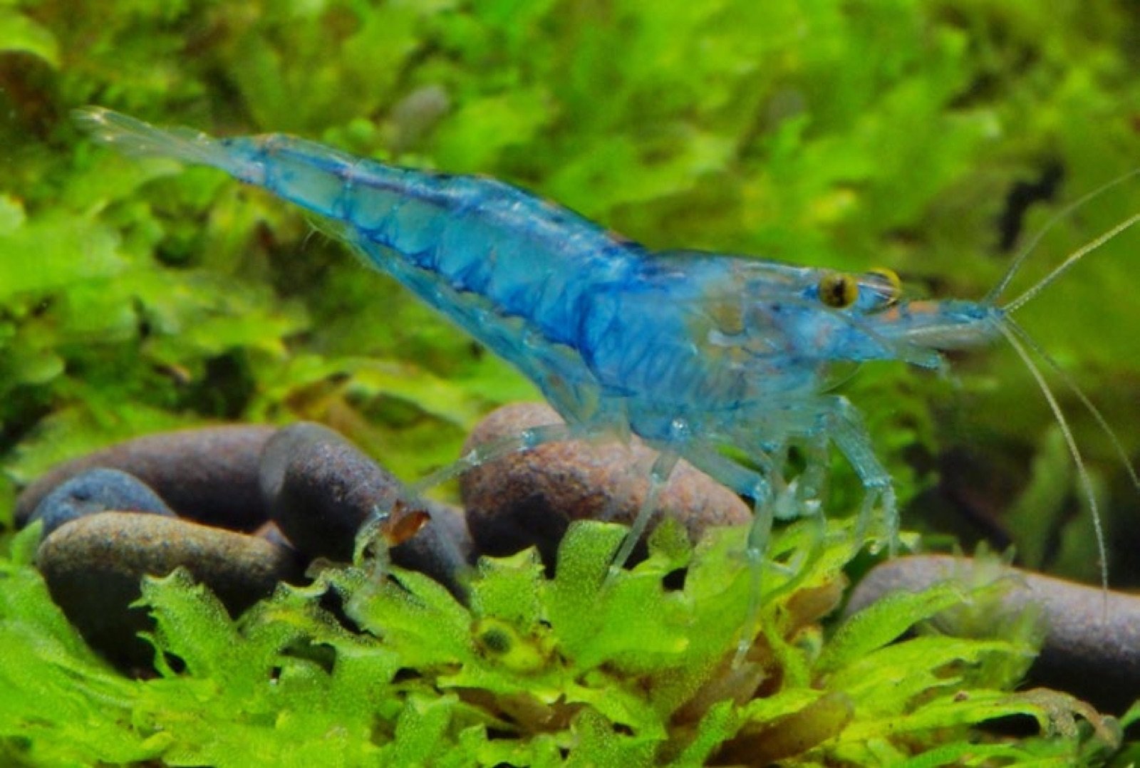 Crevette Neocaridina davidi bleue Jelly