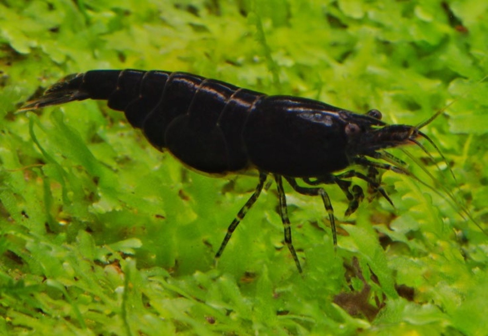 Crevette Neocaridina davidi chocolat