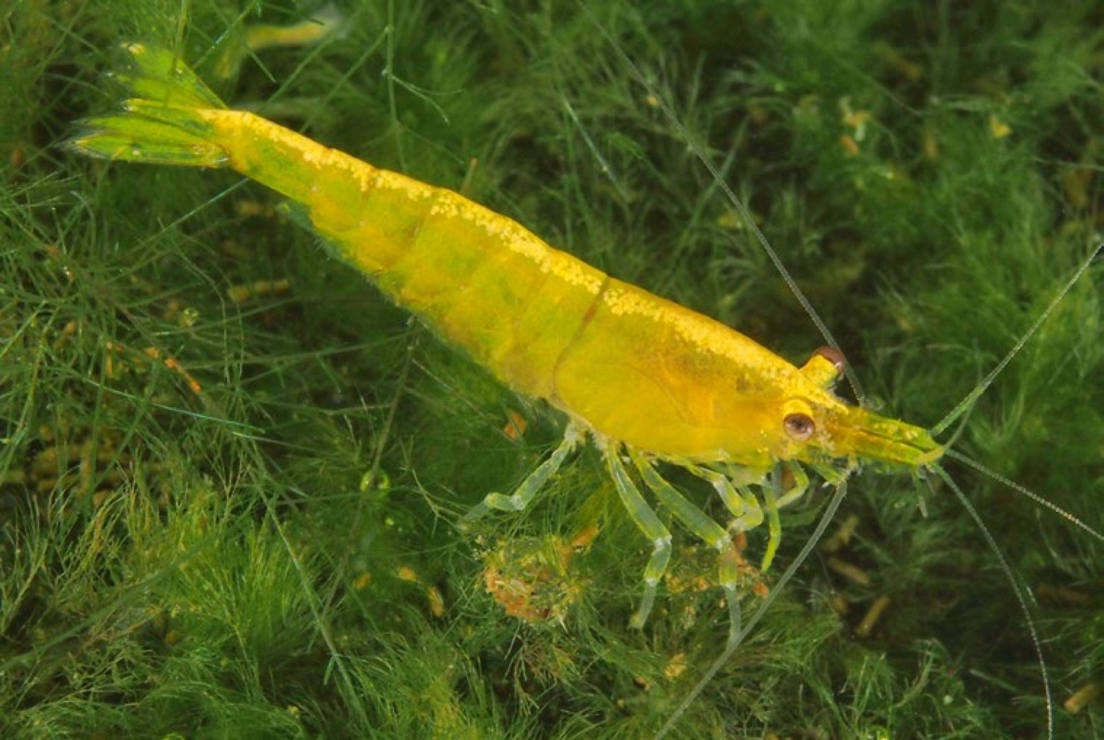Crevette Neocaridina davidi jaune en aquarium planté