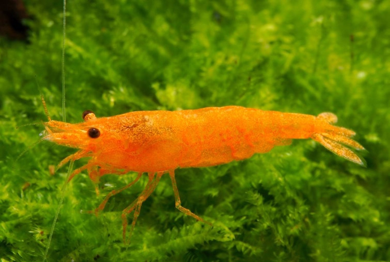 Crevette Neocaridina davidi orange sur mousse aquatique