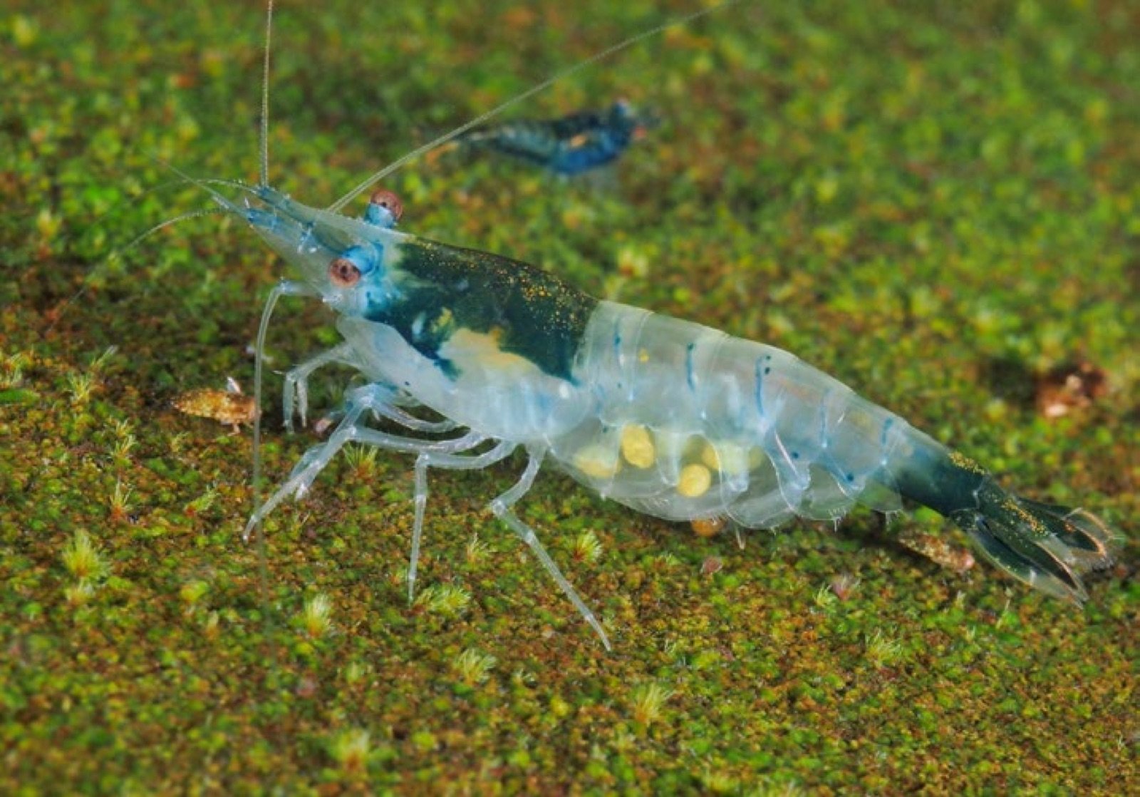 Crevette Neocaridina davidi rilli bleue