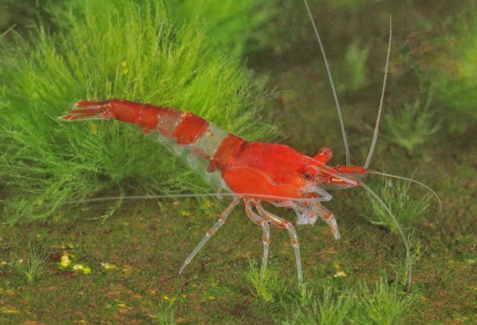 Crevette Neocaridina davidi rilli rouge en aquarium planté