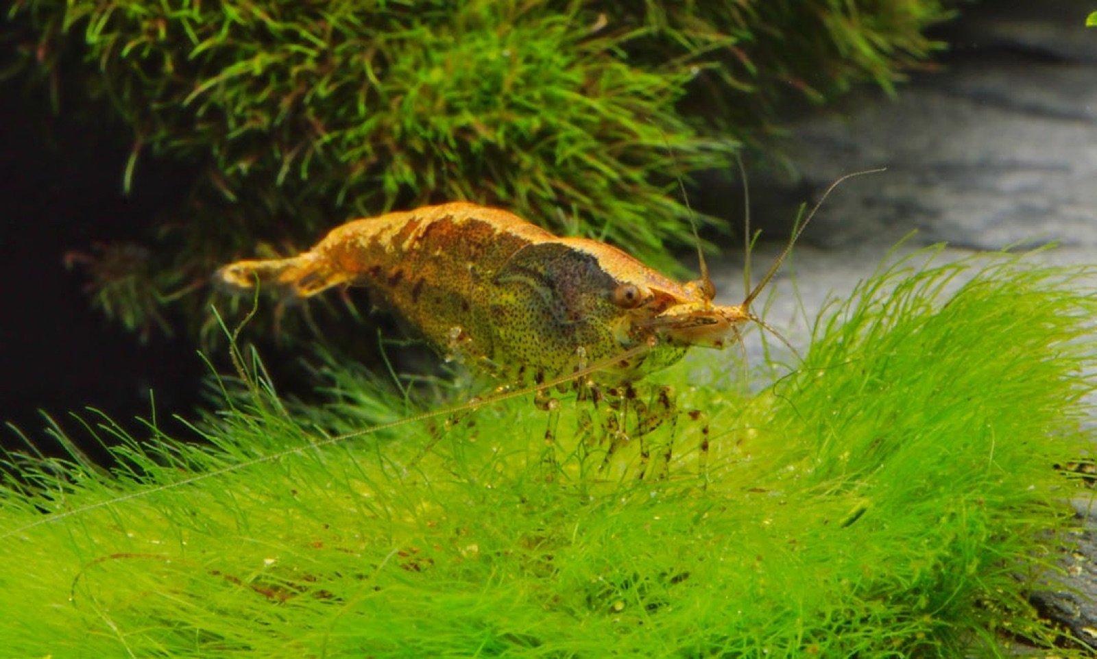 Neocaridina davidi crevette algivore qui debarrasse le bac des algives et detritus