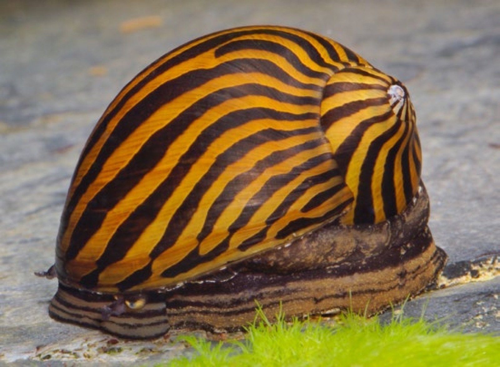 Neritina turrita nerite zebree escargot mangeur d algues