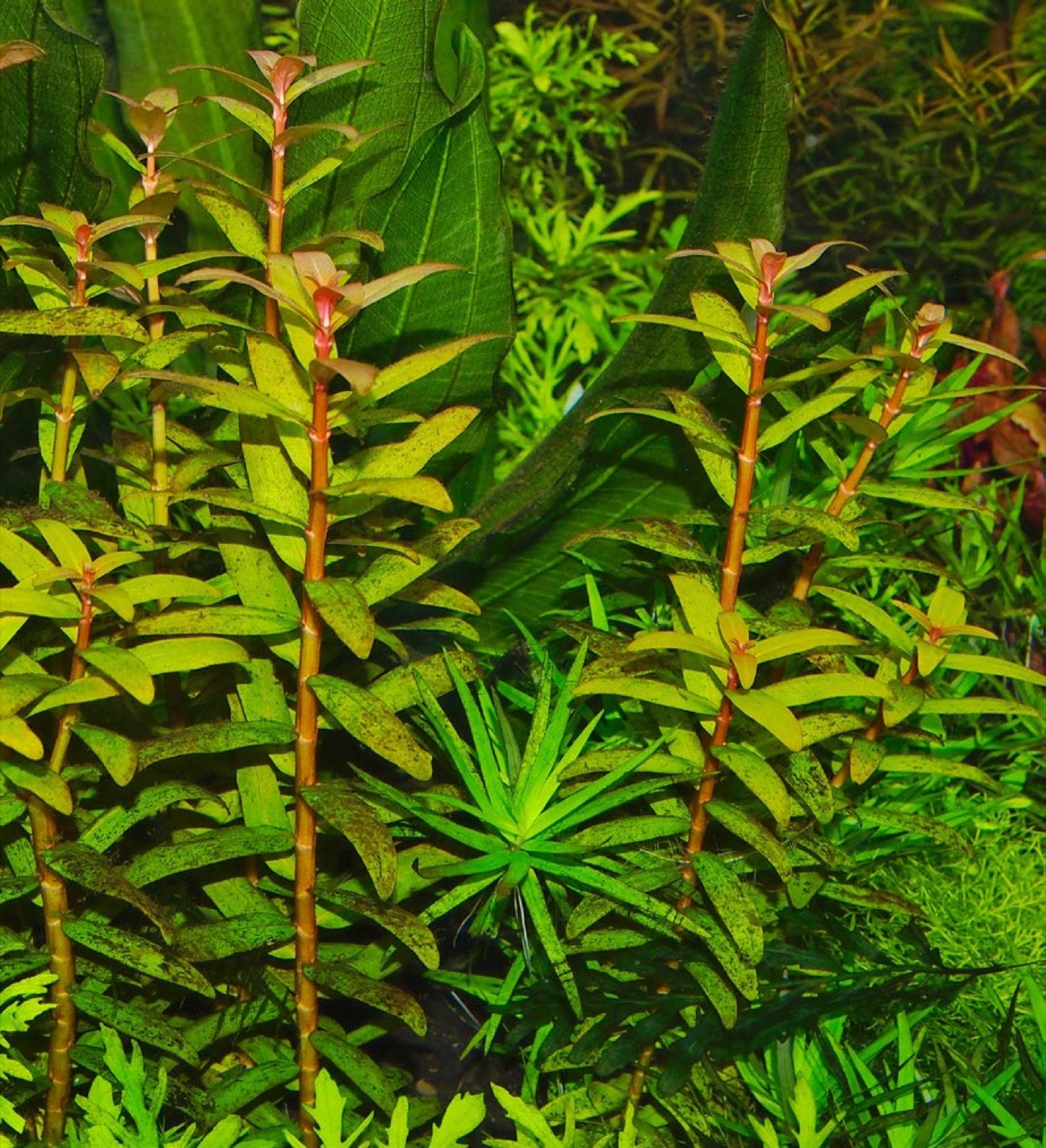 Plant de Nesaea pedicellata montrant tige, nœuds et feuilles