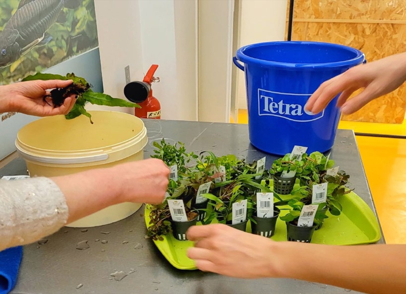 Nettoyage des plantes pour éliminer la laine de roche