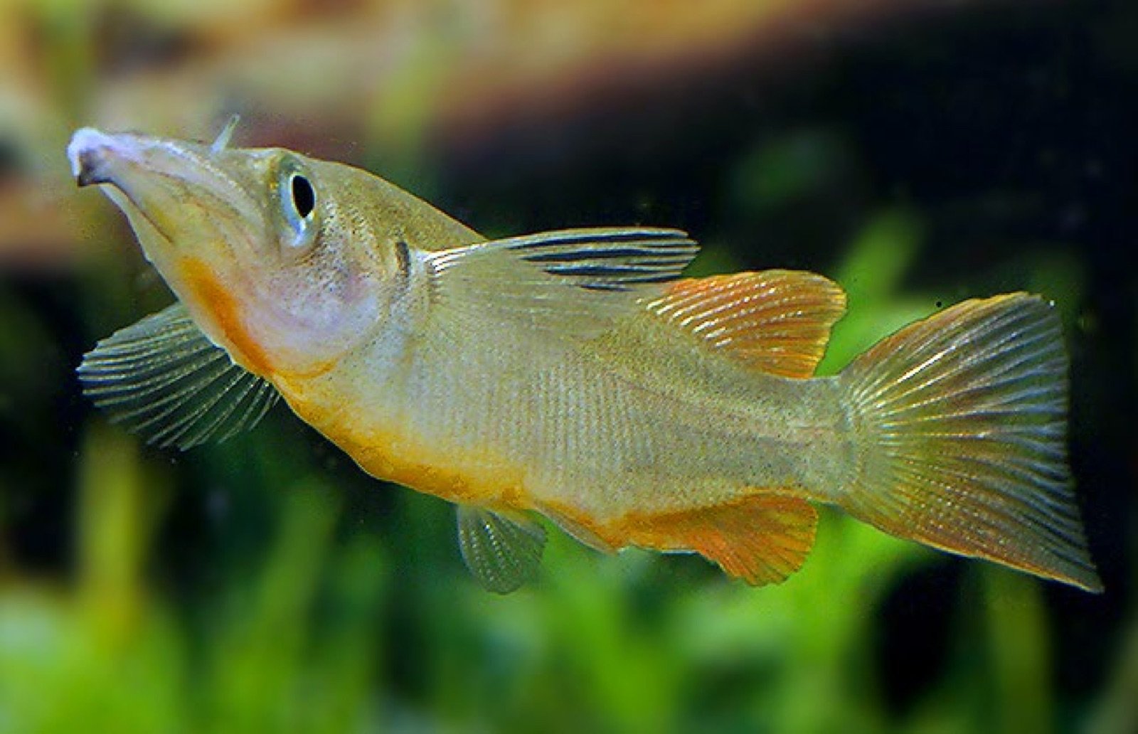Nomorhamphus ebrardtii, le demi-bec à nageoires orangées
