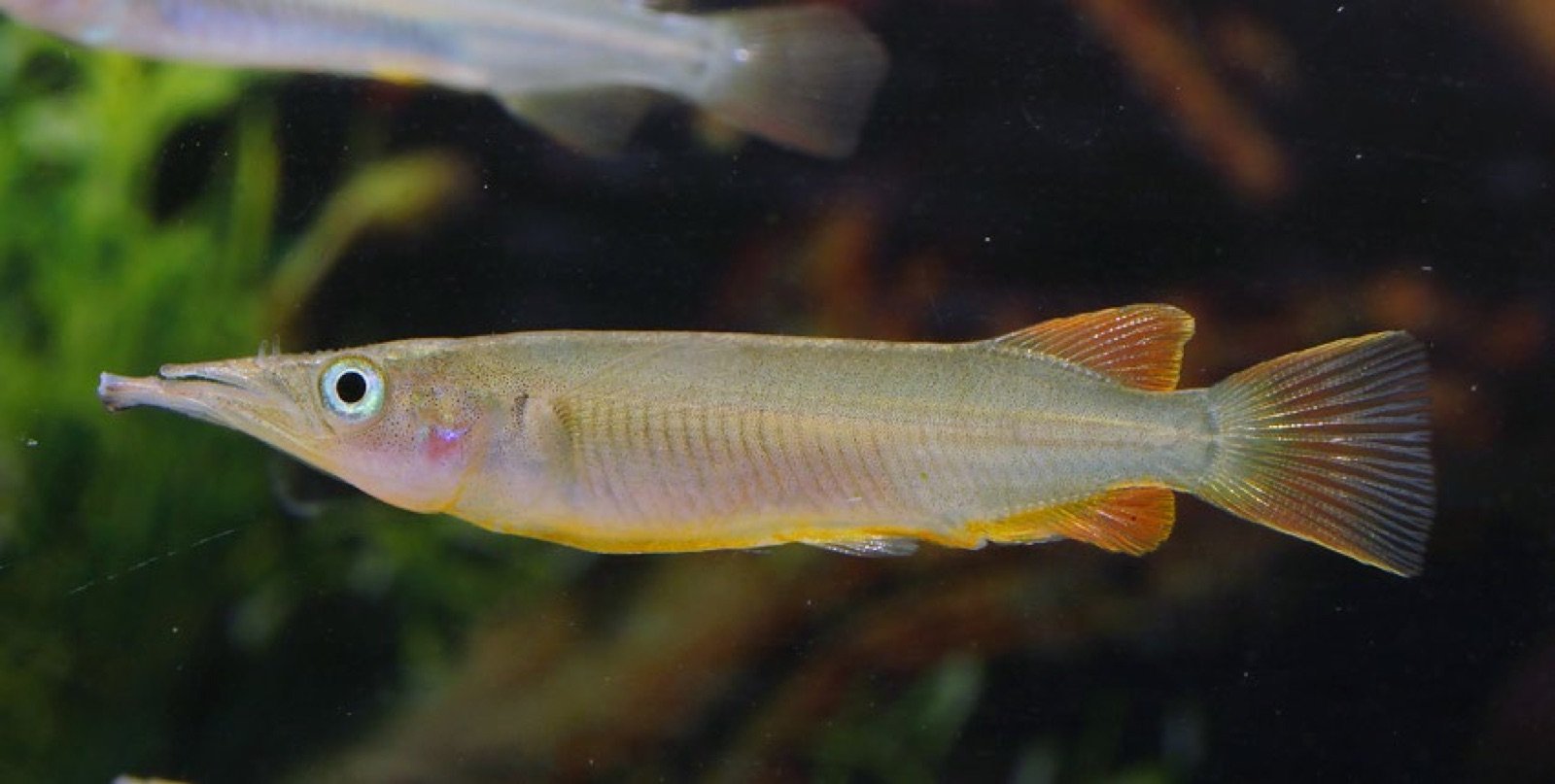 Nomorhamphus ebrardtii nageant juste sous la surface