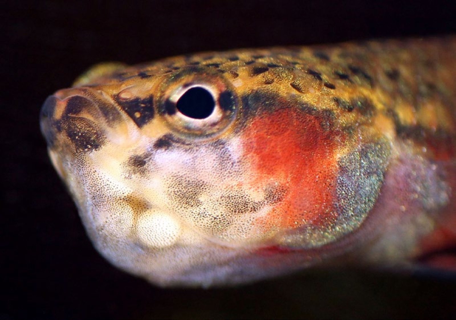 Œufs visibles par transparence dans la cavité buccale d'un mâle Betta albimarginata