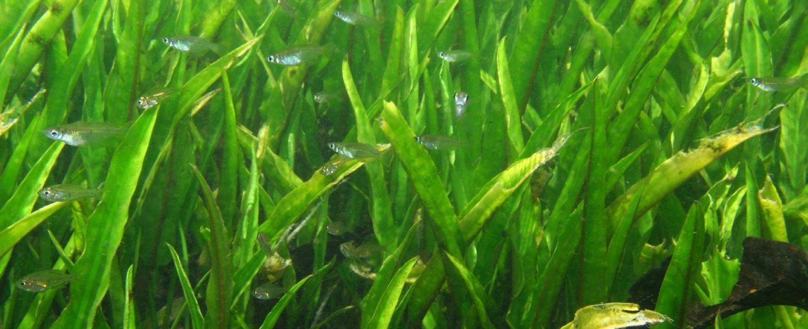 Oryzias et perches de verre parmi les Cryptocoryne de Tha Pom