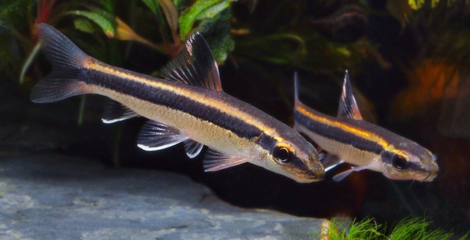 Otocinclus vittatus petit poisson algivore ideal pour nettoyer les plantes