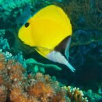 Poisson-pincette jaune Forcipiger flavissimus sur un récif corallien