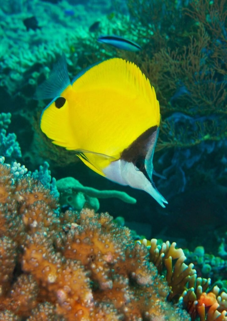 Poisson-pincette jaune Forcipiger flavissimus sur un récif corallien