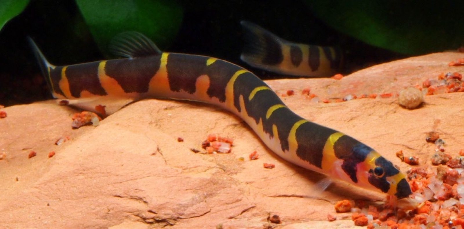 Pangio semicincta, une des espèces de kuhli, poisson de fond discret