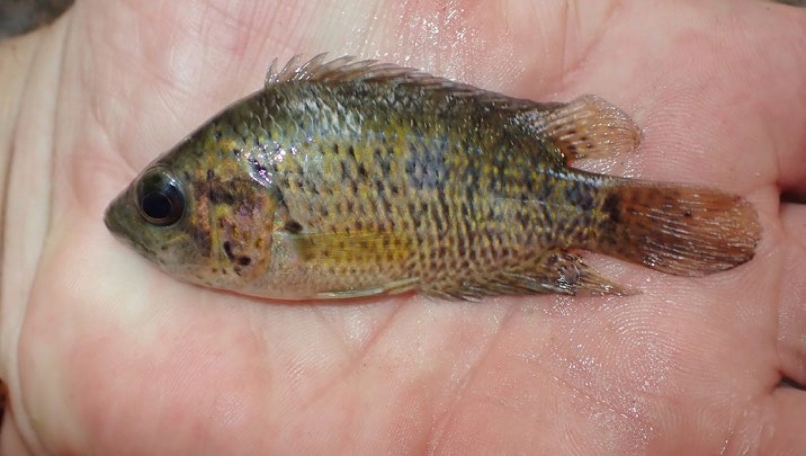 Parachromis friedrichsthalii sub-adulte