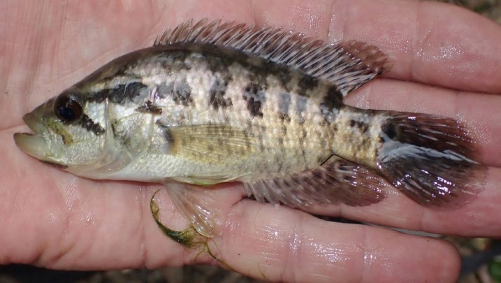 Parachromis managuensis sub-adulte