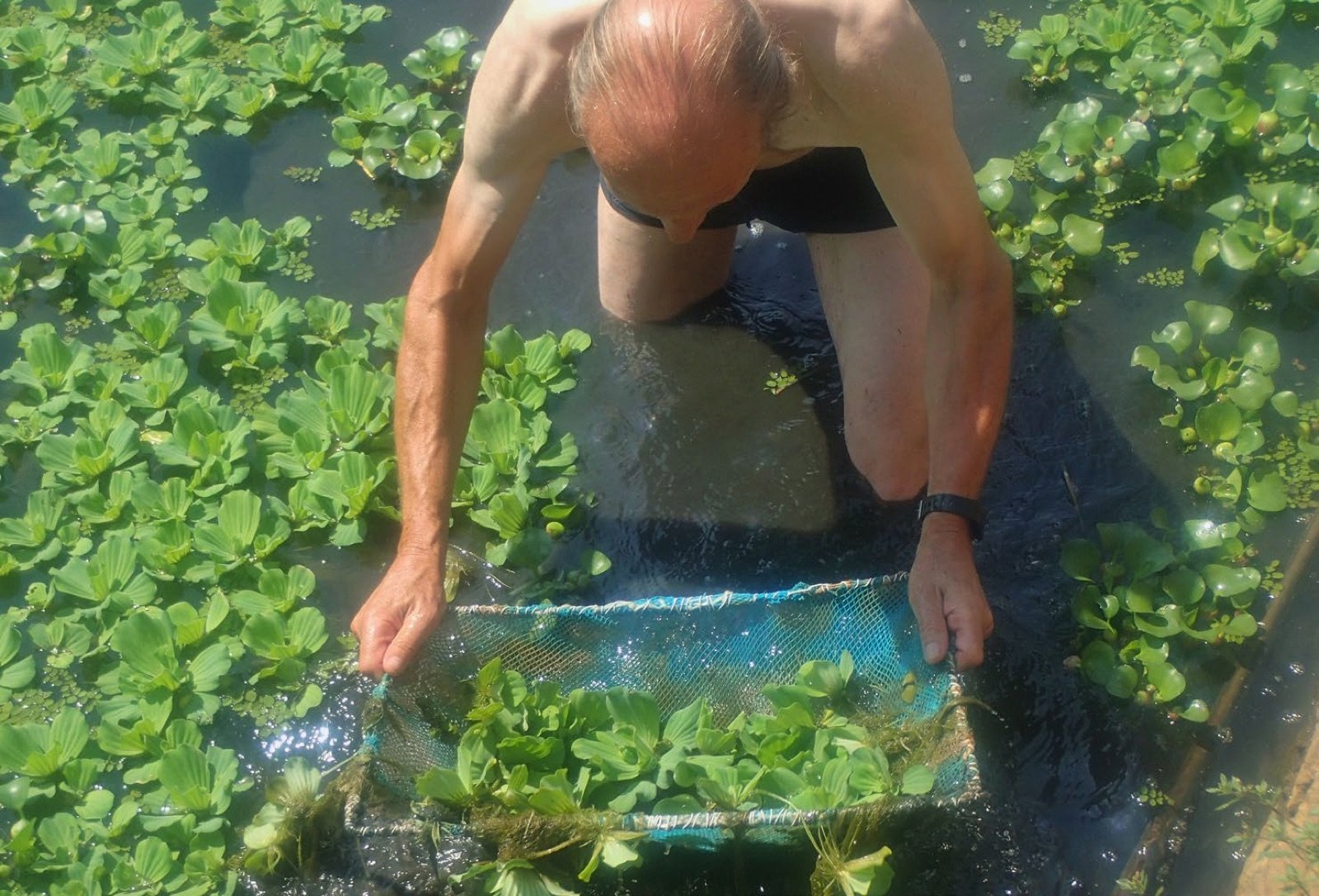 Aquariophile pêchant au tamis dans une eau boueuse et végétalisée