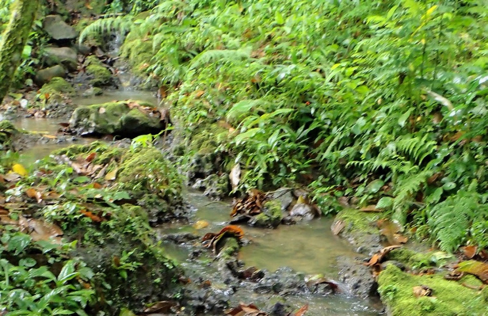 Le petit ruisseau qui court dans la prairie de la finca d'Etna et Antonio