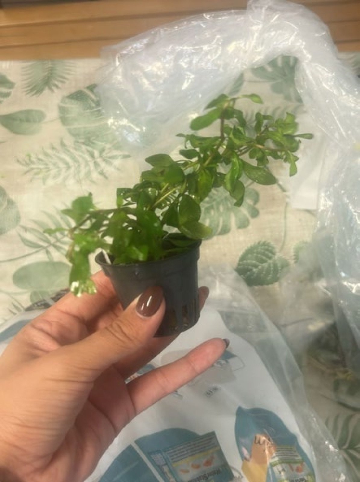 Plante aquatique en pot avant introduction dans l'aquarium