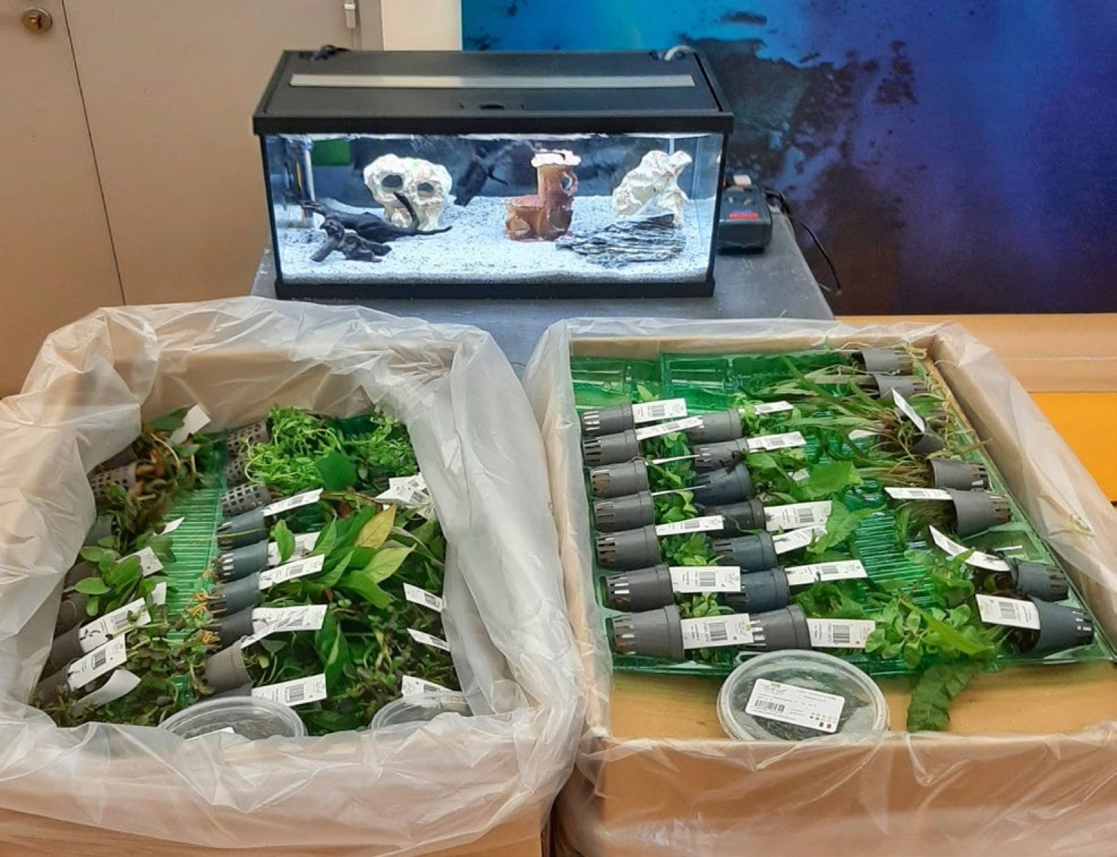 Plantes utilisées pour la formation, destinées ensuite aux aquariums des classes