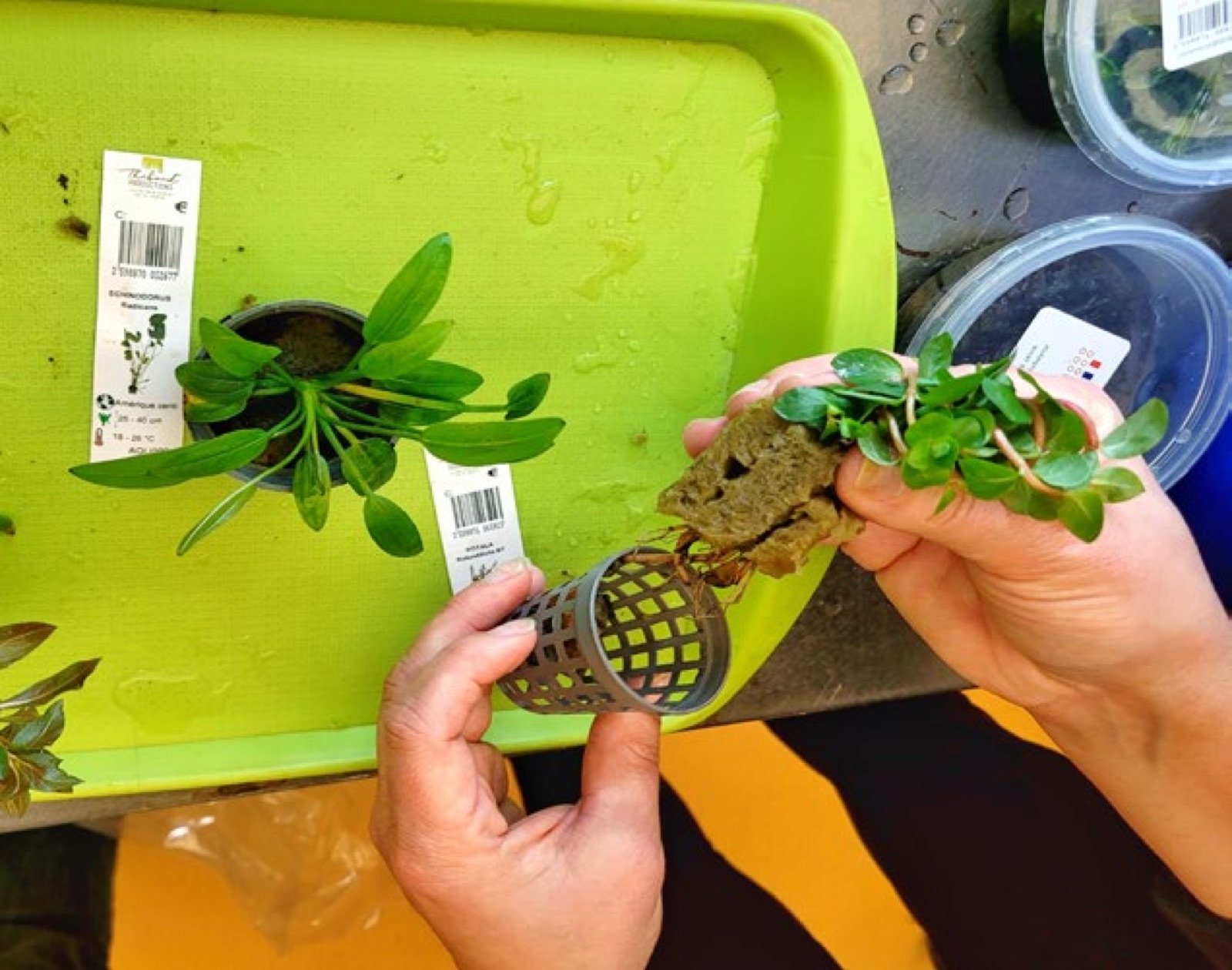 Plantes réparties en fonction de leur position future dans l'aquarium