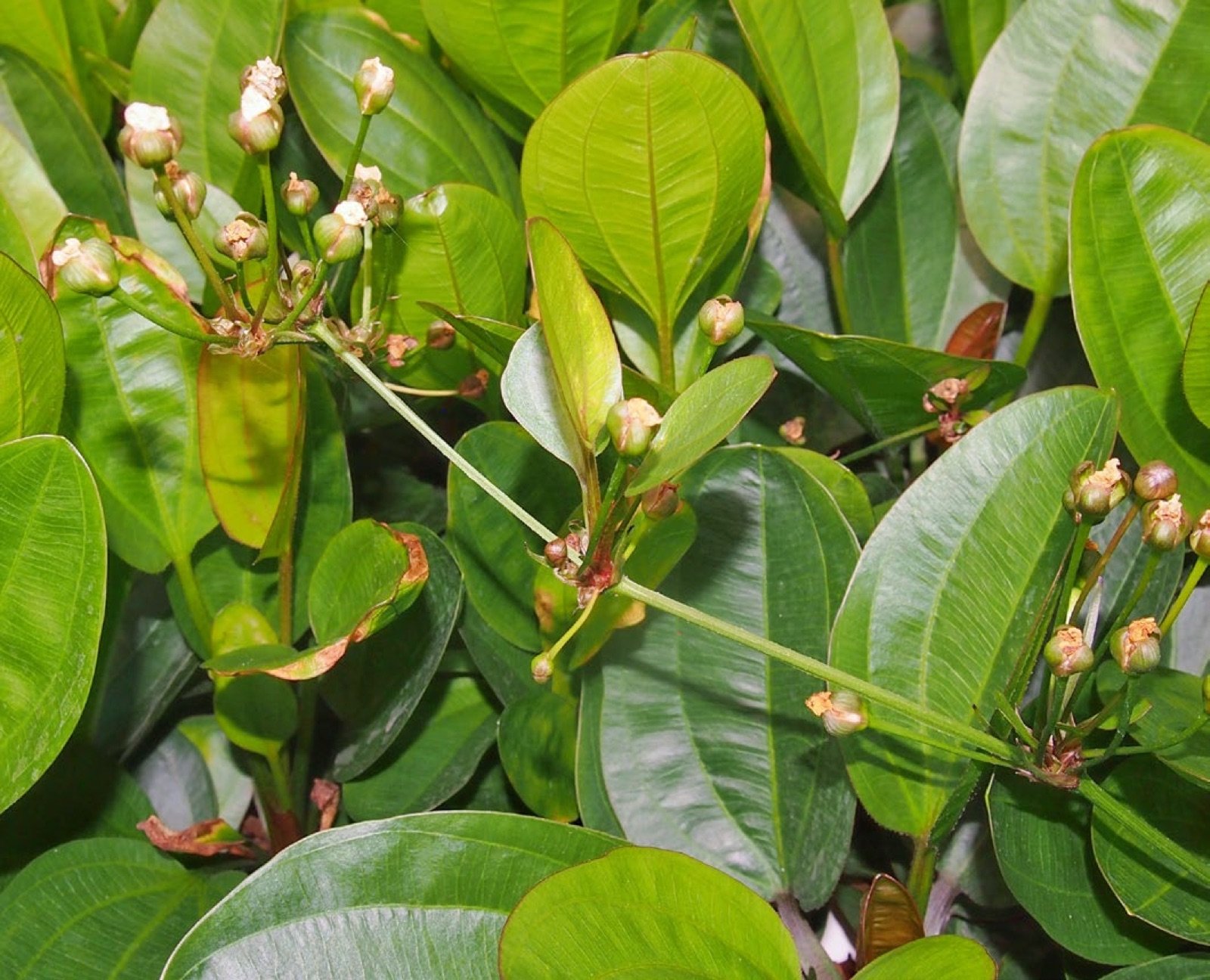 Plantule adventive sur une inflorescence d'Echinodorus