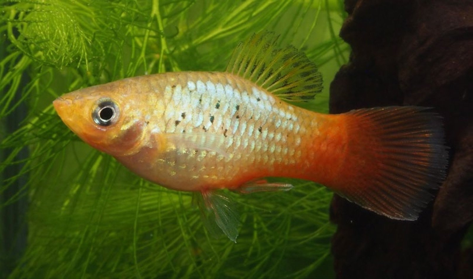 Platy dans un bac communautaire planté