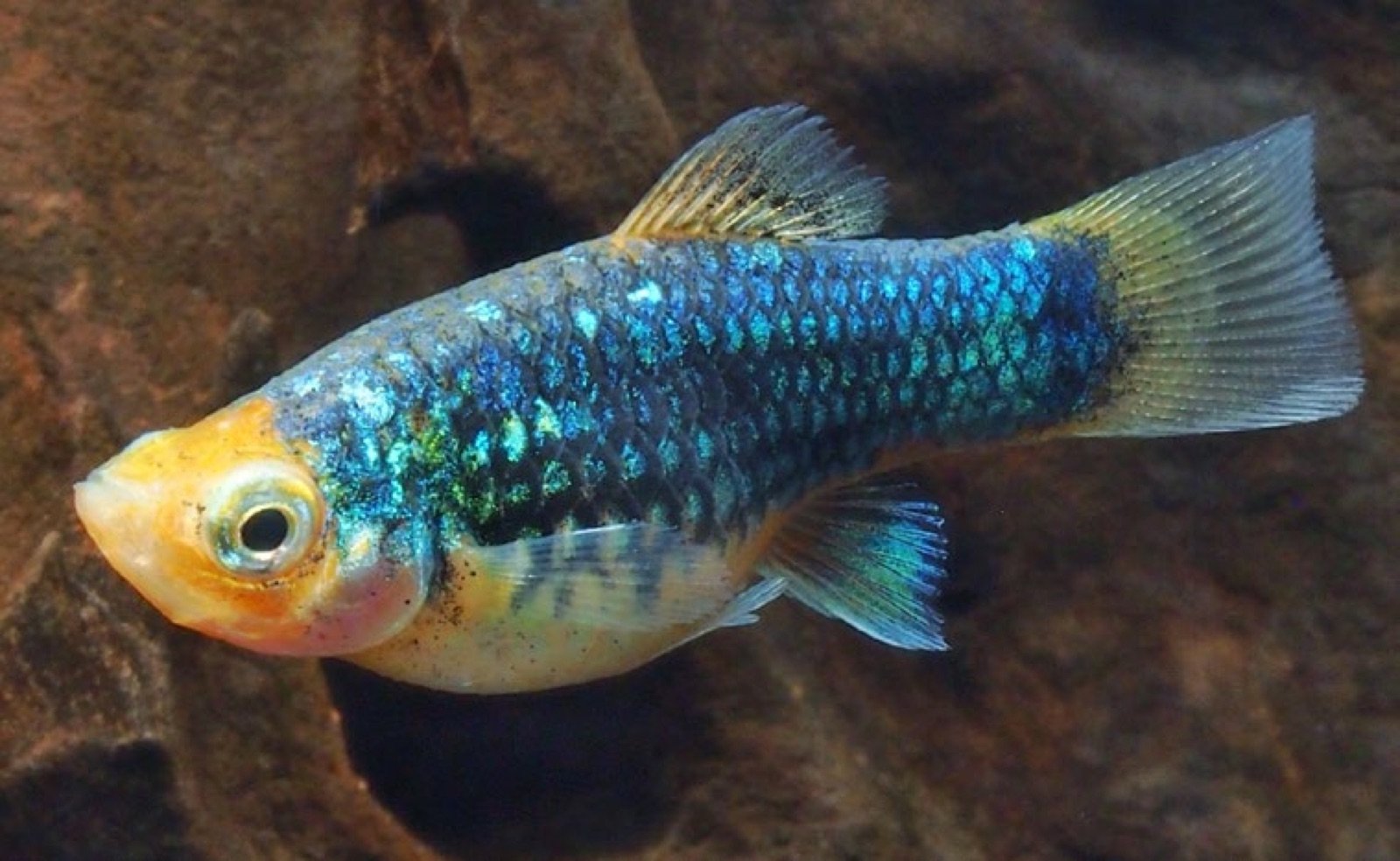 Platy bleu femelle