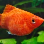 Mâle platy corail Xiphophorus maculatus
