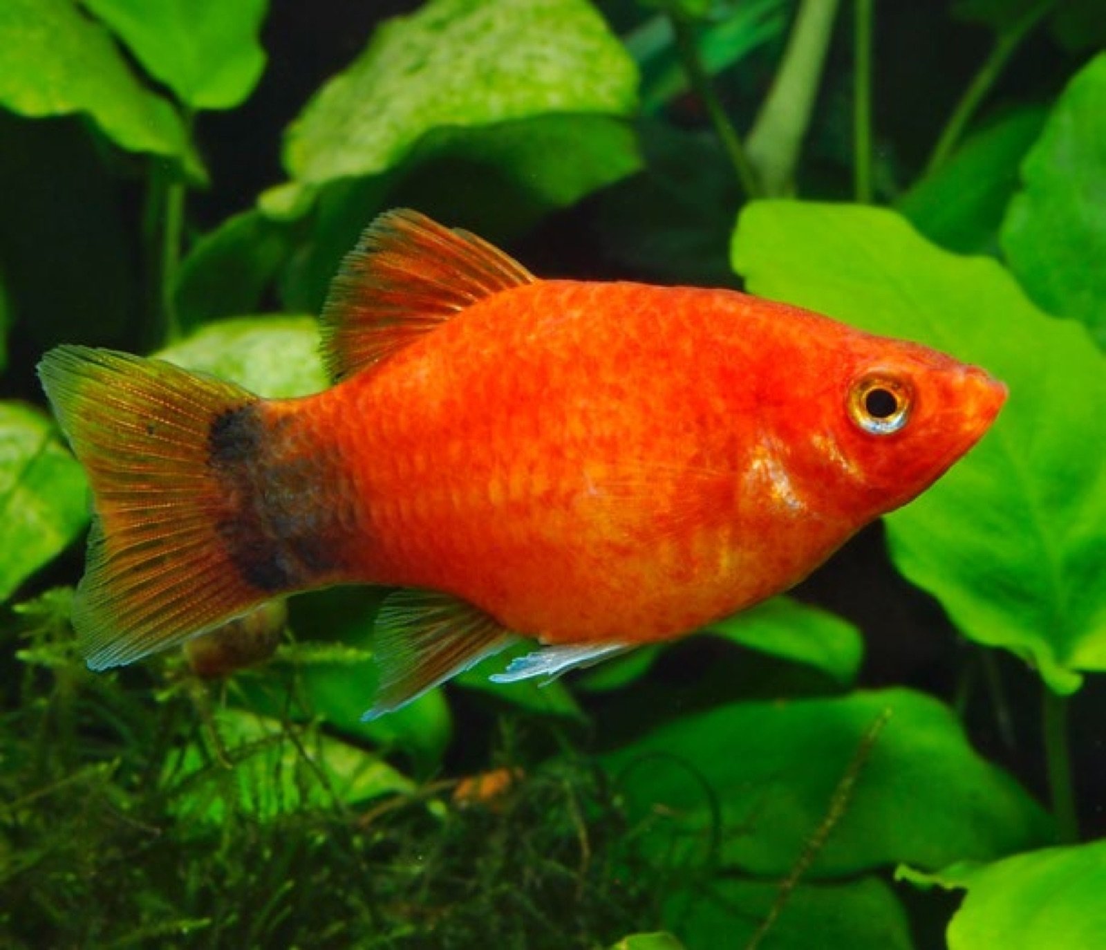 Platy corail rouge en aquarium