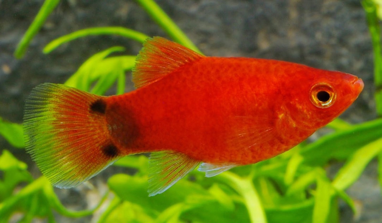 Platy femelle, nageoire anale en arc de cercle
