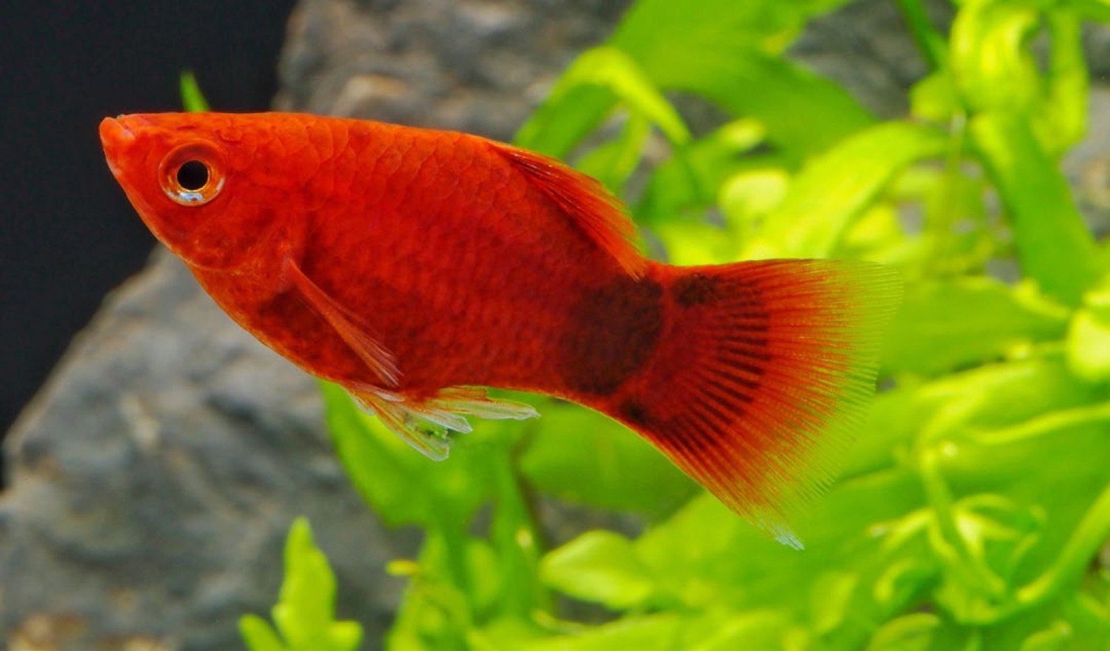 Platy mâle, nageoire anale transformée en gonopode