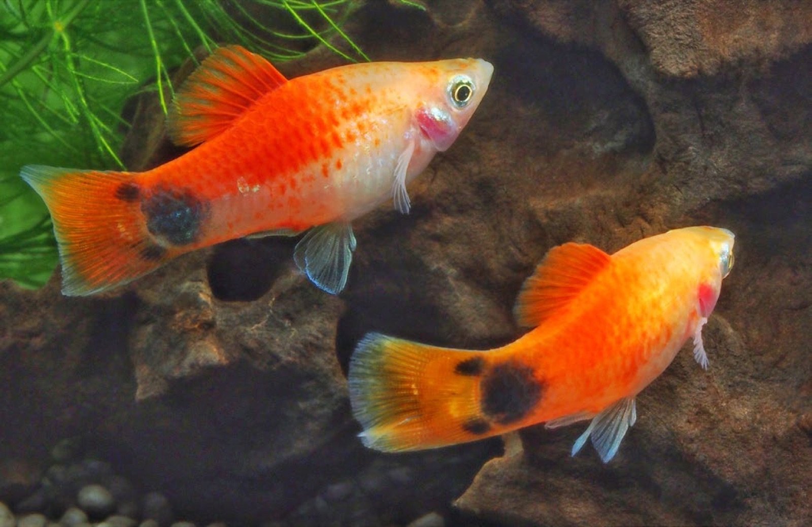 Platy Mickey Mouse, taches noires en forme de tête et d’oreilles