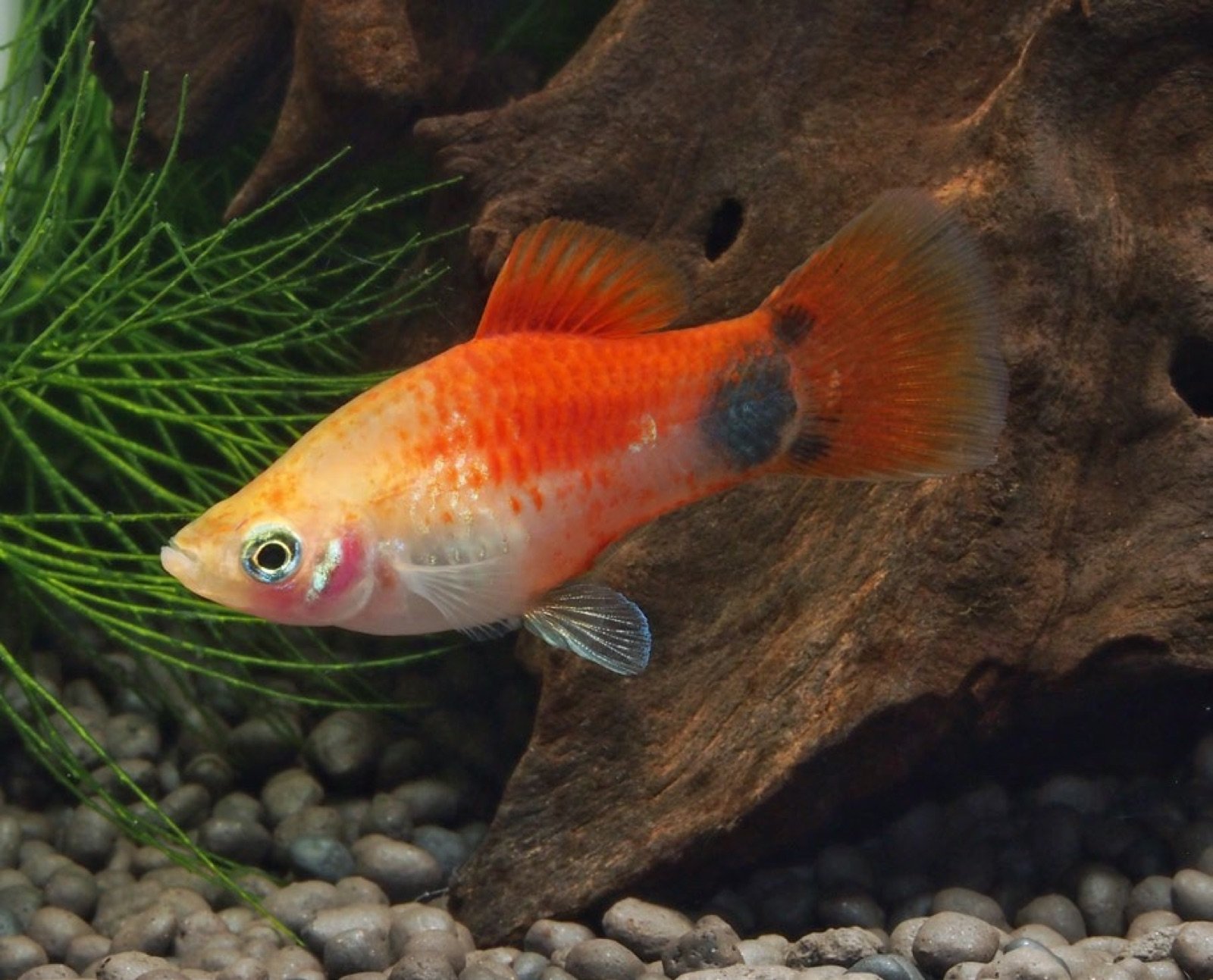 Platy variété tachetée en aquarium