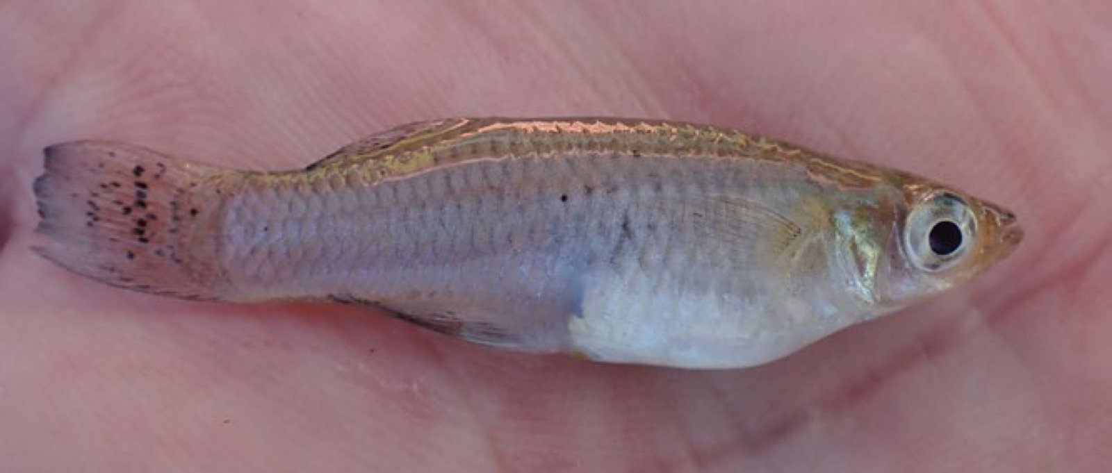 Poecilia petenensis adulte