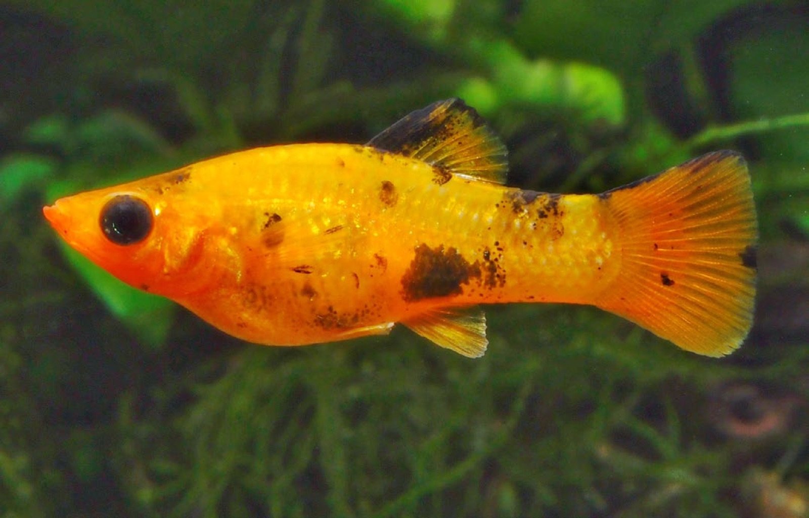 Poecilia sphenops femelle marbree gold vivipare amatrice de vegetaux