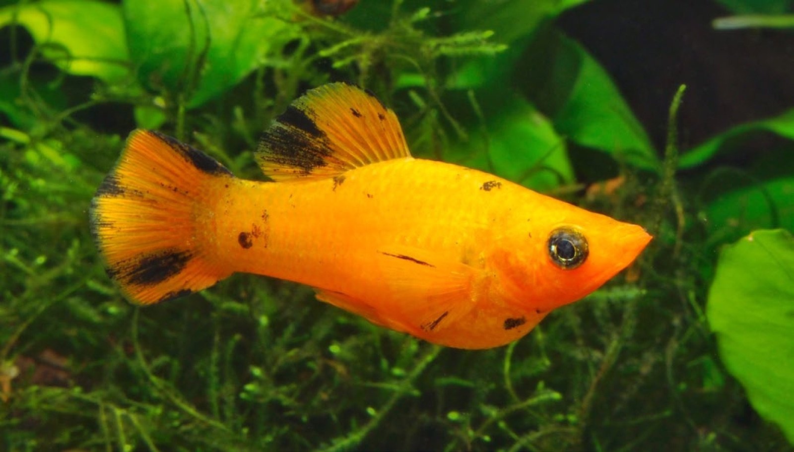Poecilia sphenops male marbre gold vivipare qui consomme les algues
