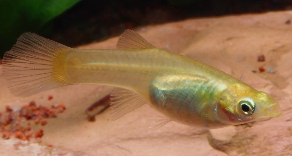 Poecilia wingei femelle blonde variété Yellow Tiger