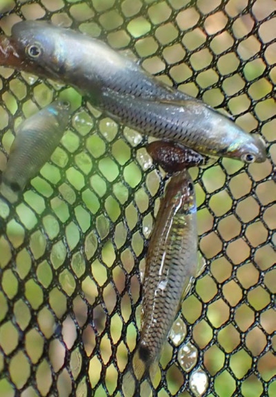 Poeciliopsis baenshi