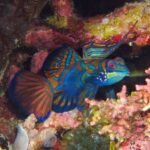 Poisson-mandarin Synchiropus splendidus sur un récif corallien
