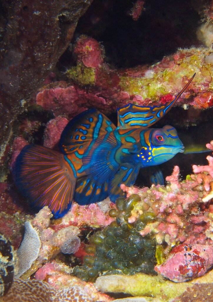 Poisson-mandarin Synchiropus splendidus sur un récif corallien