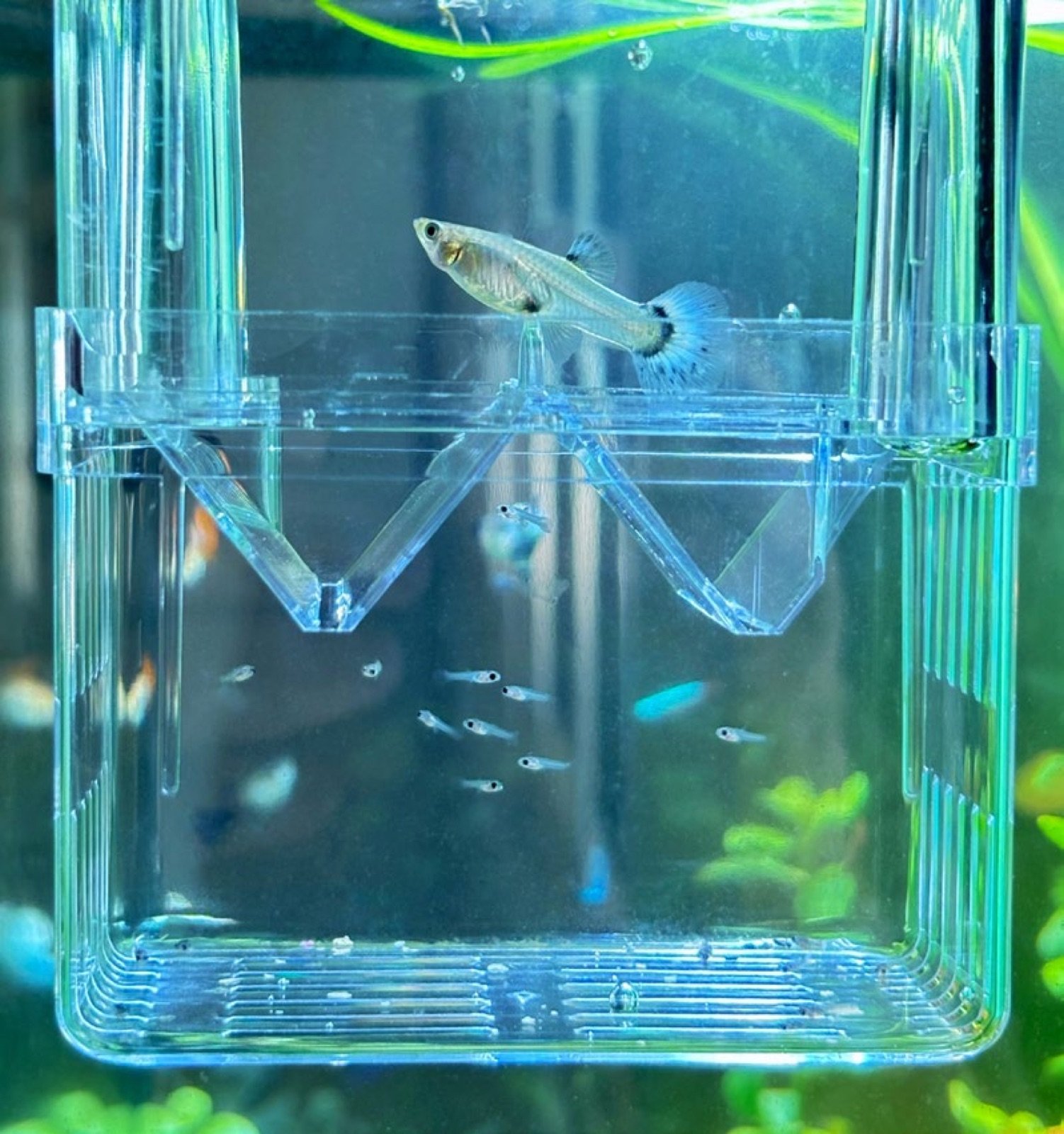 Femelle guppy isolée dans un pondoir du commerce