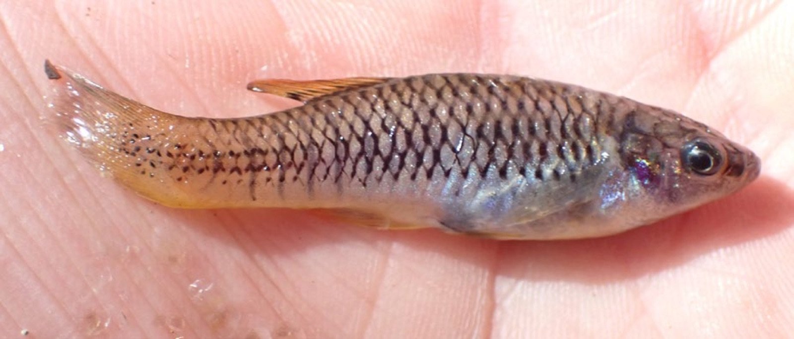 Priapichthys annectens, un petit poecilidé